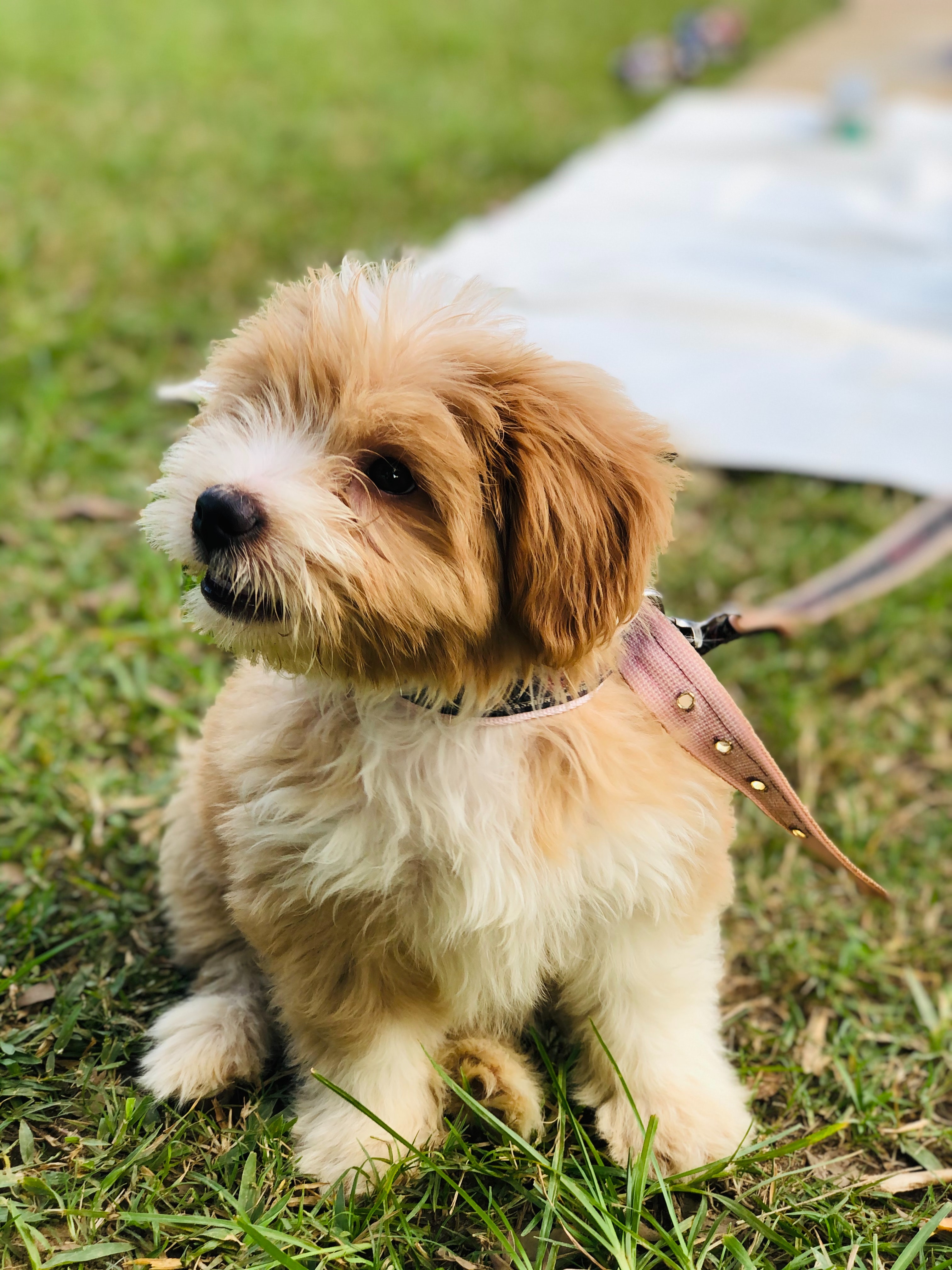 Maltipoo sales breed information